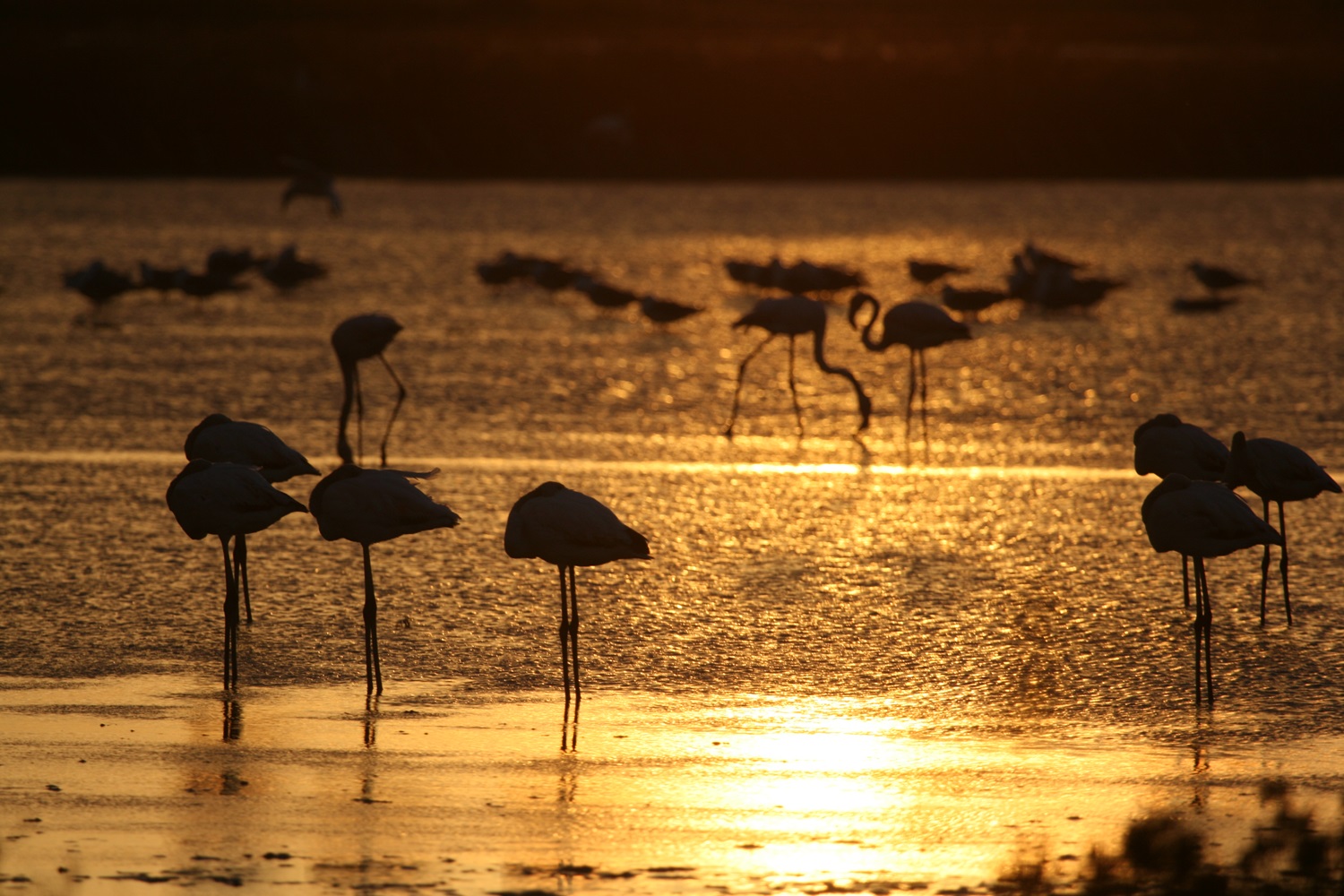 News - Central: Sonnenuntergang mit Flamingos